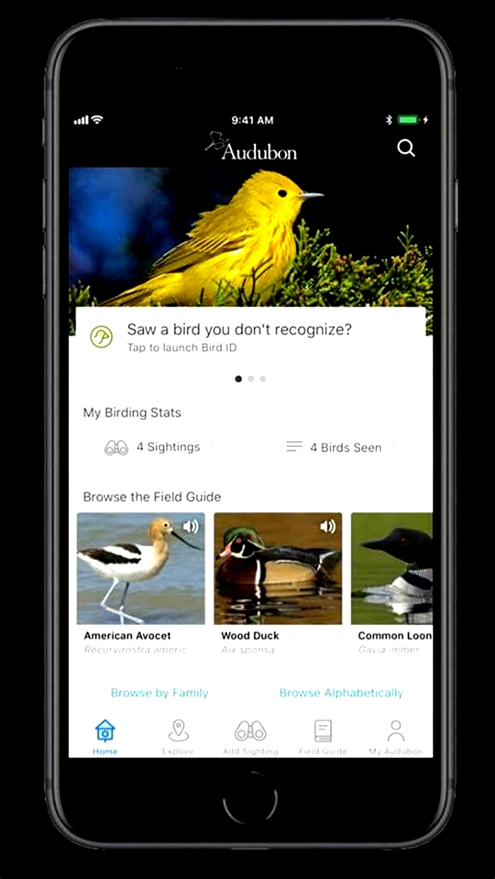 Birdwatching Apps for Advanced Birders: Identifying Species by Song and Call