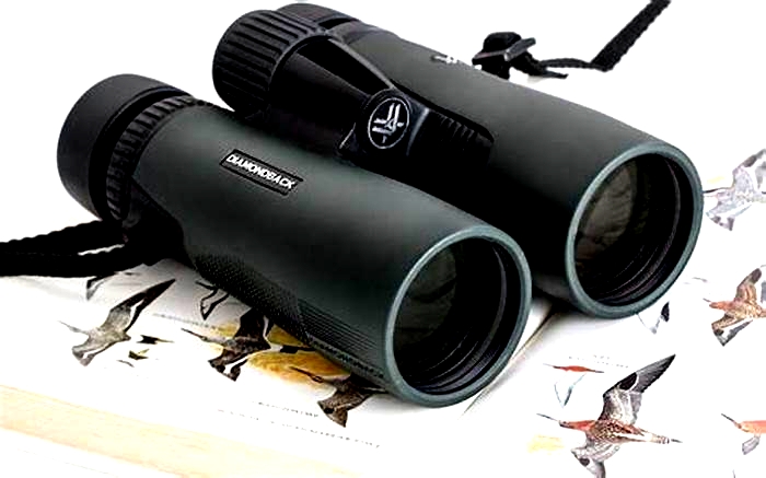 Gearing Up for Birdwatching: Binoculars, Bird Calls, and Field Identification Apps