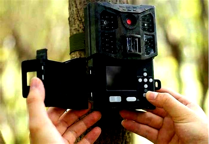 Recording Wildlife Encounters with Hidden Cameras: Setting Up Motion-Triggered Cameras for Nature Observation